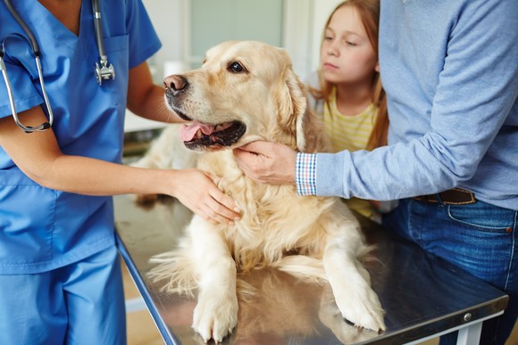 A golden retriever getting a checkup at a veterinary office. 