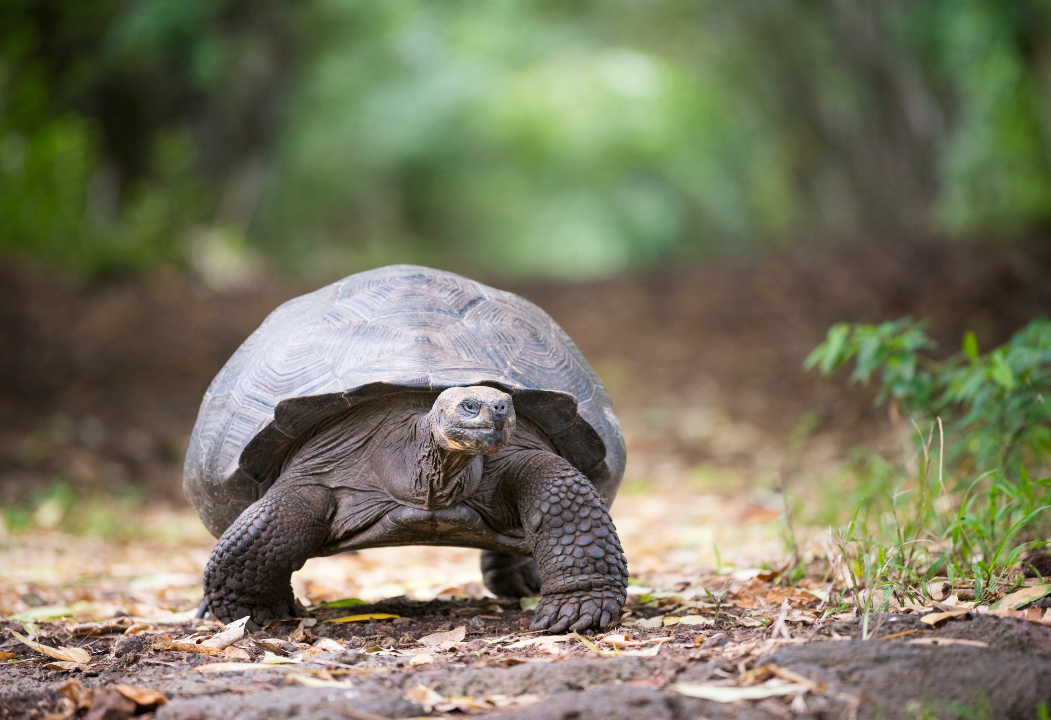 Tortoise moving slowly forward.