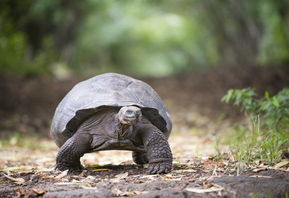 Tortoise moving slowly forward.