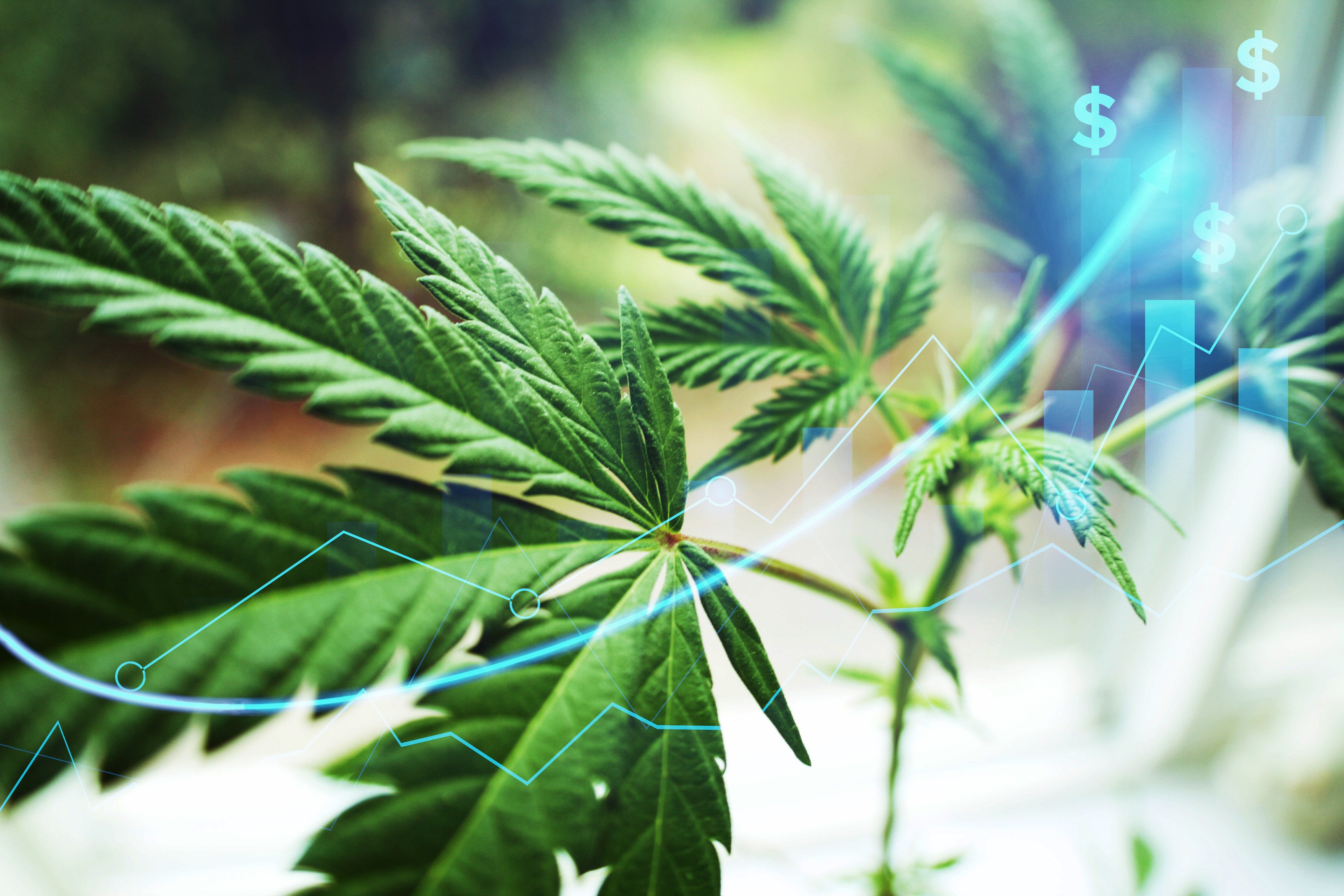 cannabis marijuana stocks arrow up