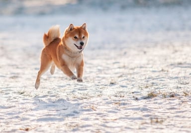 shiba inu18