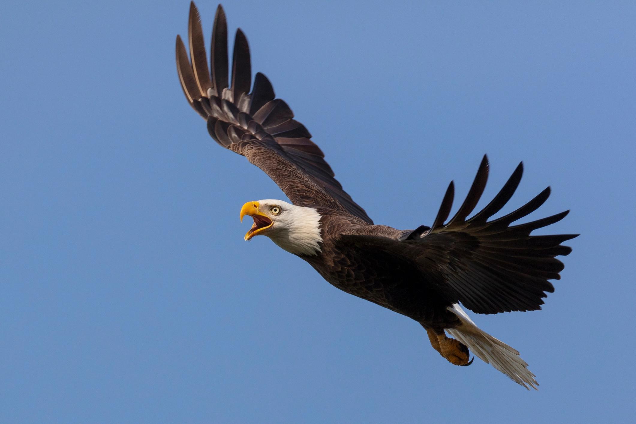 Eagle getty