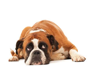 Sad looking dog lying on the ground