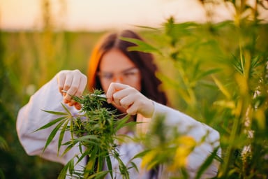 marijuana field plant scientist trimming buds
