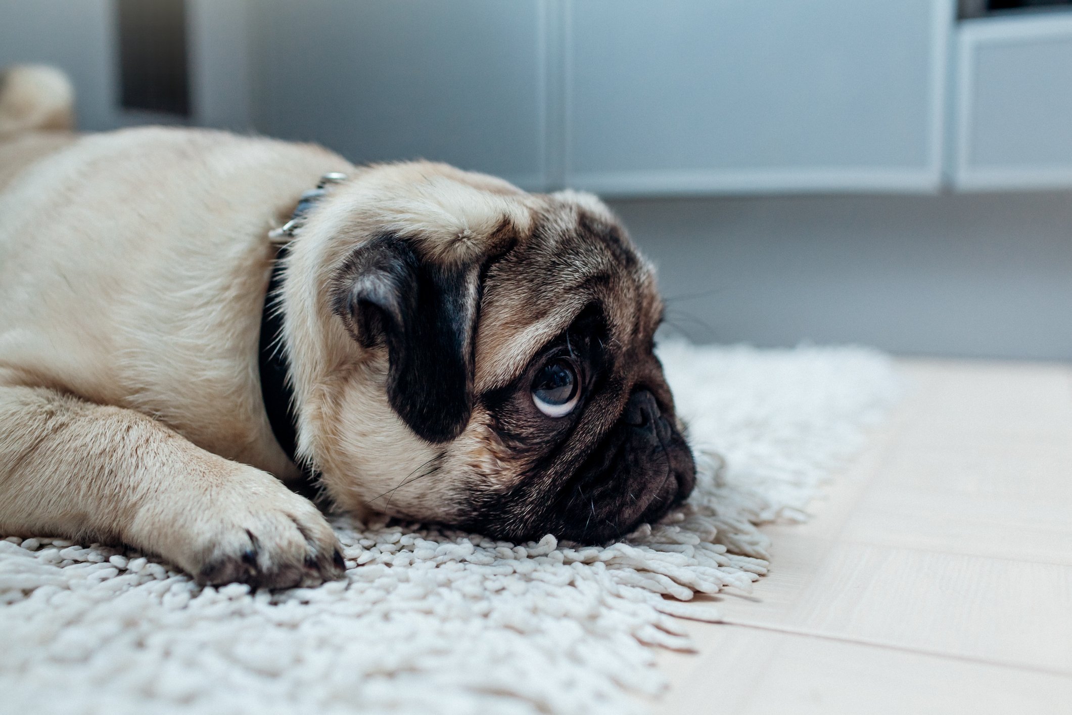 sad dog