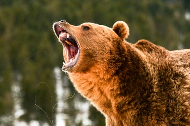 Bear angry GettyImages-488666605