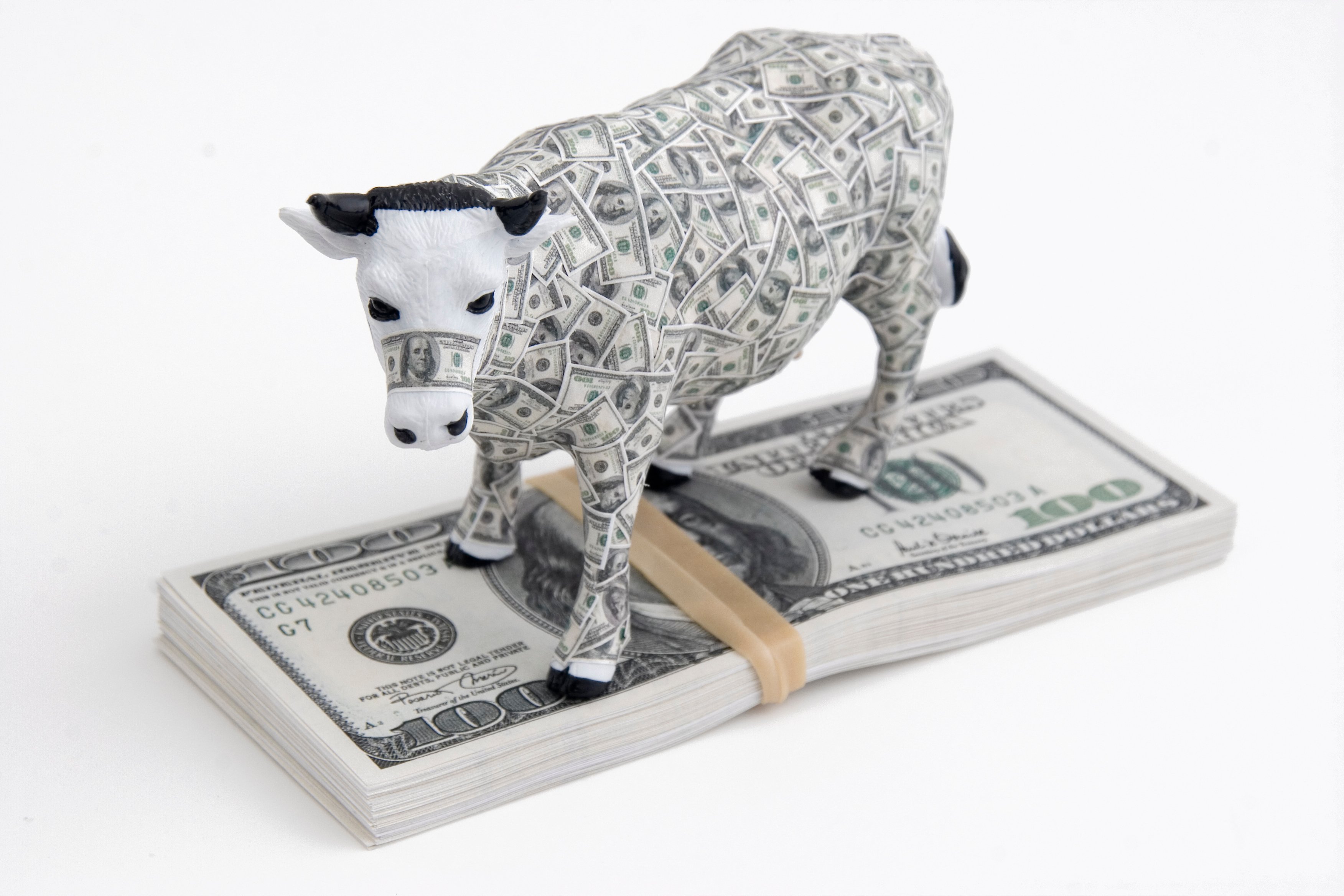 A toy cow covered in cash standing on top of a stack of $100 bills.