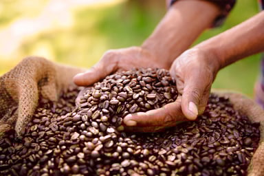 fair trade coffee bean produce