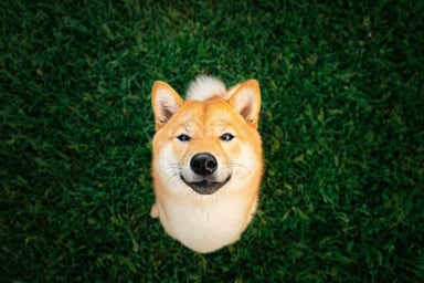 Shiba Inu Mar 8