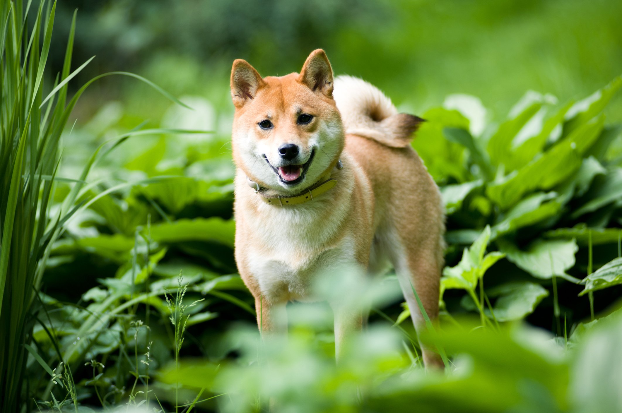 shiba inu17