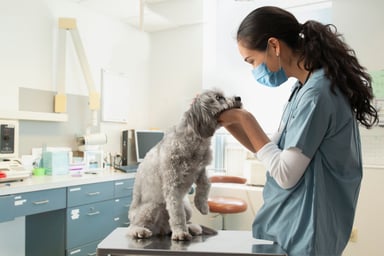veterinarian works with dog