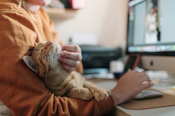 A pet owner rubbing a cat's chin while sitting at a computer.
