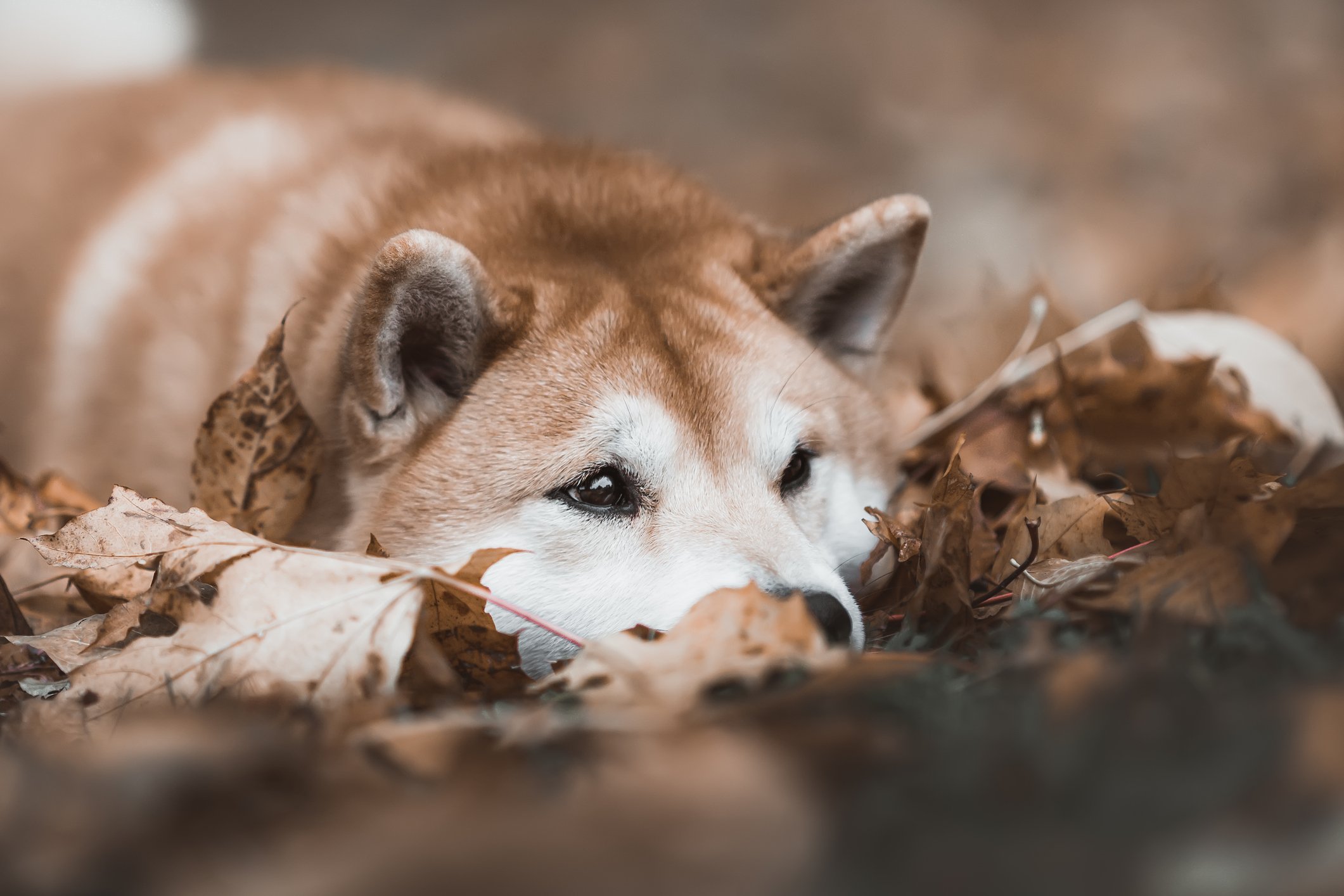 shiba inu23