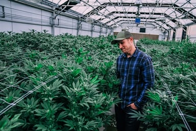 Cannabis, man in greenhouse