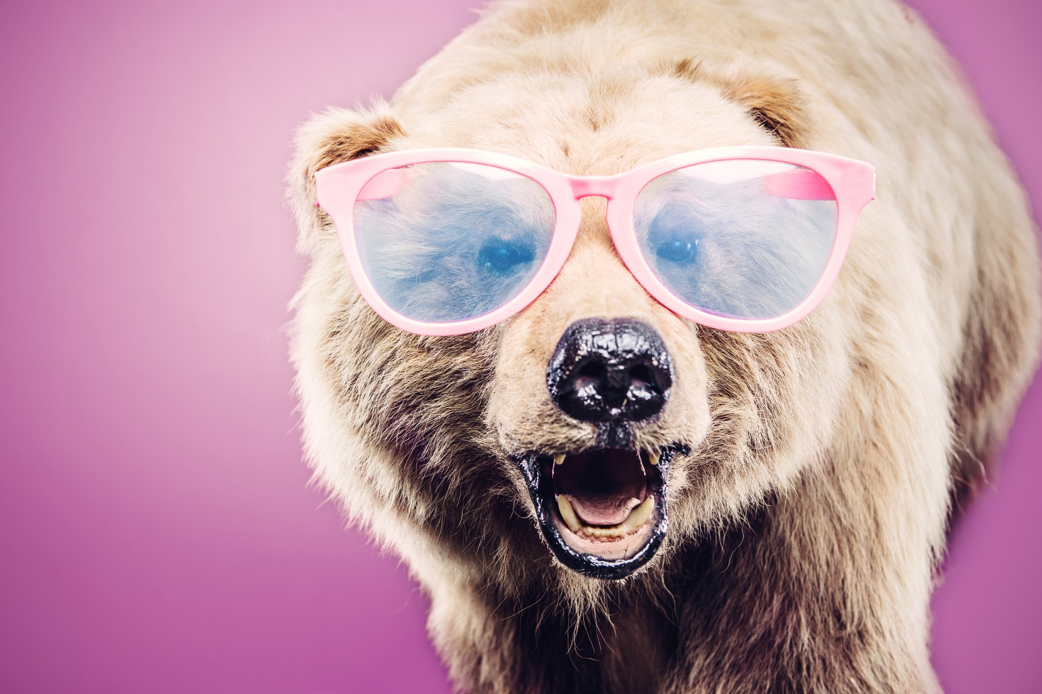 Brown bear wearing oversized pink glasses against a purple background