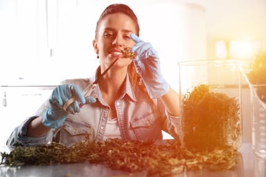 cannabis dispensary marijuana