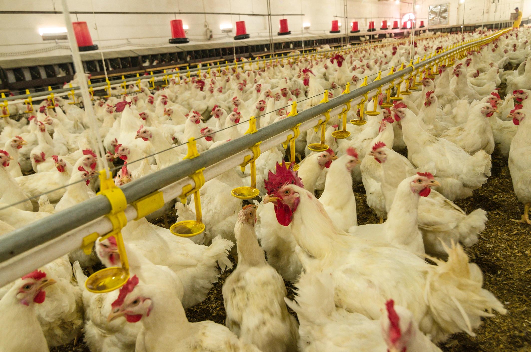 Chickens gettyimages-576736468