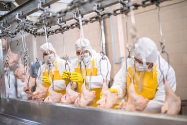meat processing plant assembly line