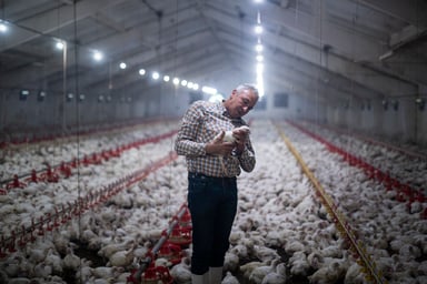farmer inspecting chickens in a poultry farm