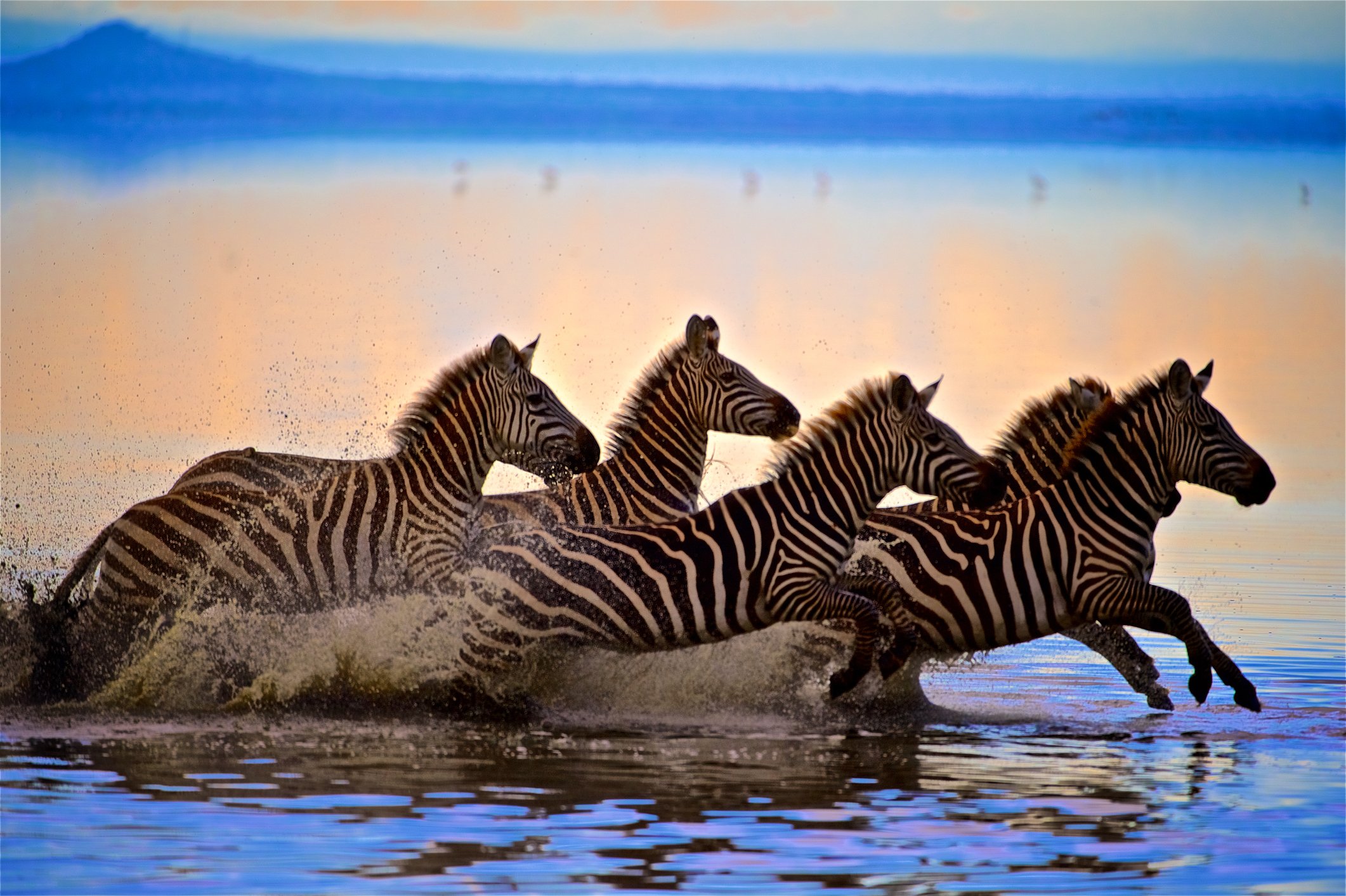 A group of zebras run through a shallow body of water.