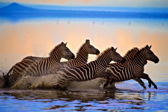 A group of zebras run through a shallow body of water.