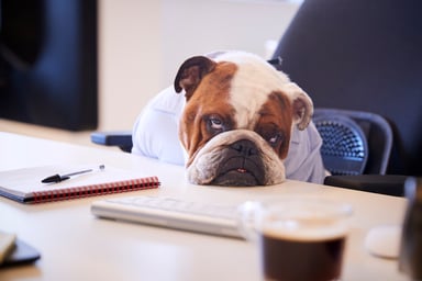 Sad dog sitting at a business desk