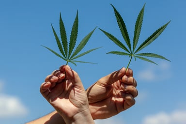 2 intertwined hands holding marijuana leaves