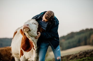 farmer comforts a calf