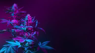 cannabis blue light