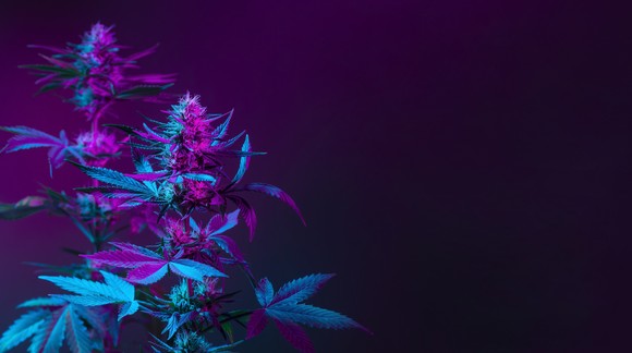 A marijuana plant underneath a grow light.