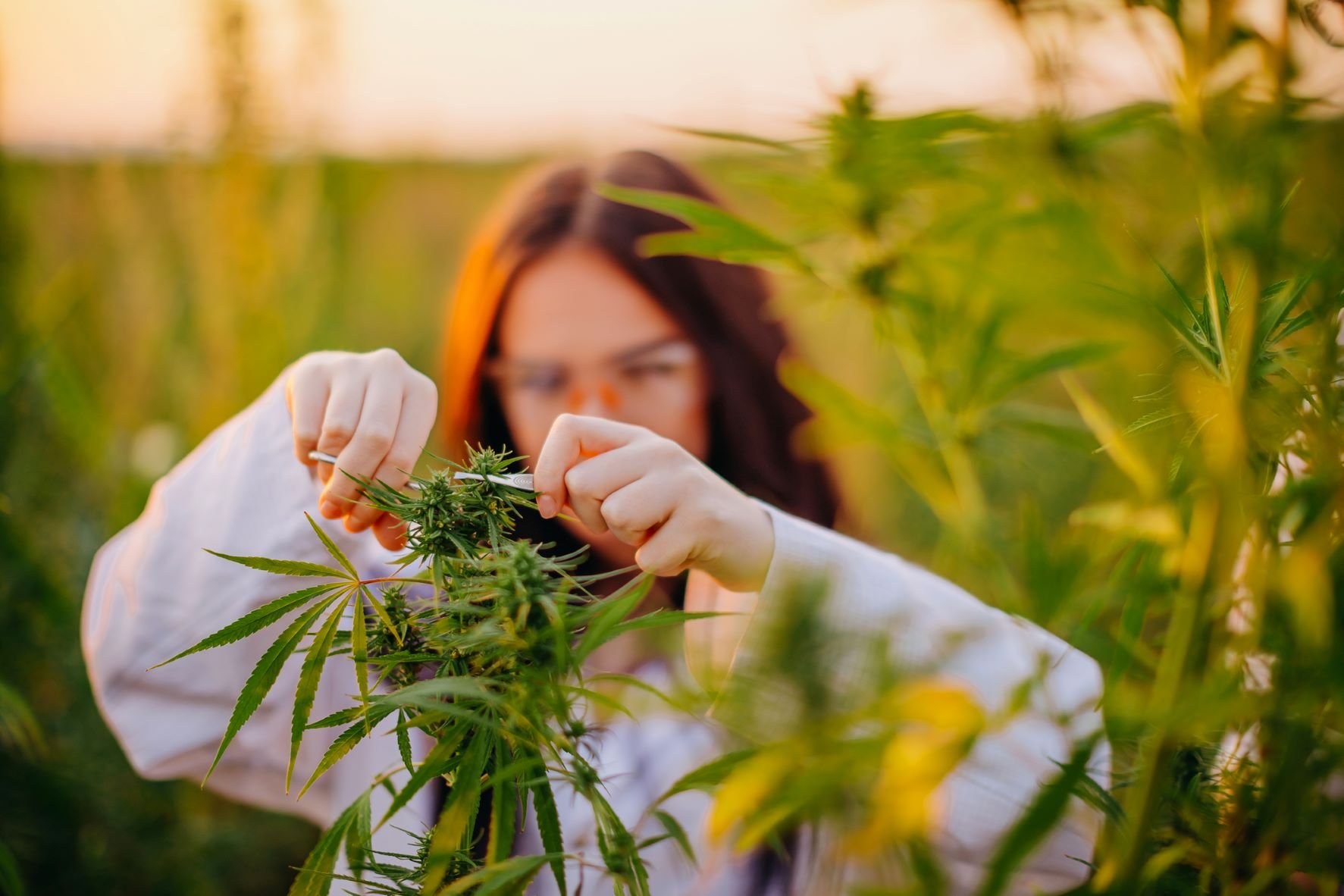 Person trimming a cannabis plant outdoors.
