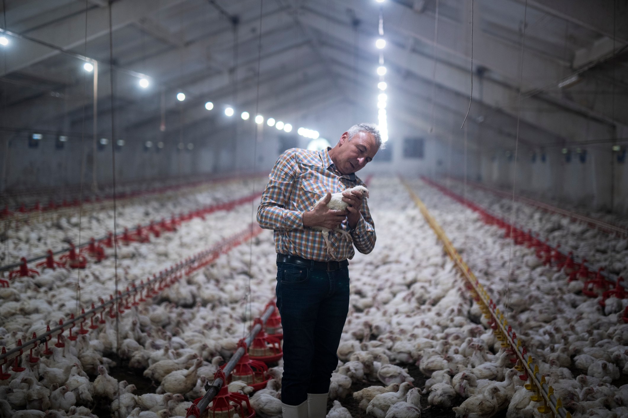 Person holding a chicken in a poultry barn.

