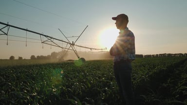 Farmer watches irrirgation in a cornfield