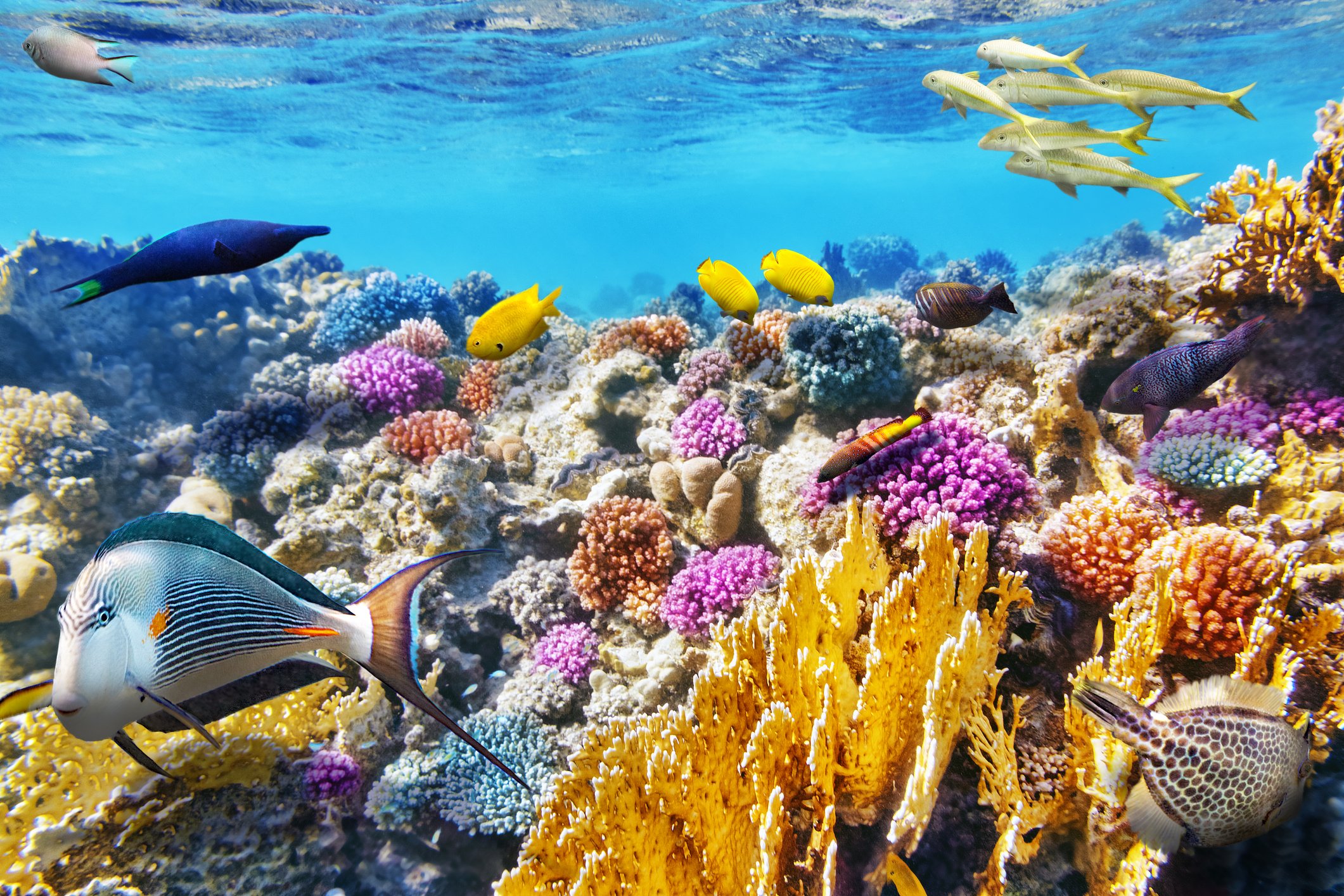 Tropical fish swim around a coral reef.