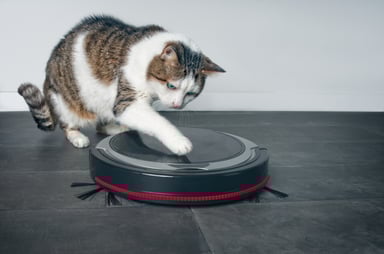 Cat playing with robotic vacuum cleaner