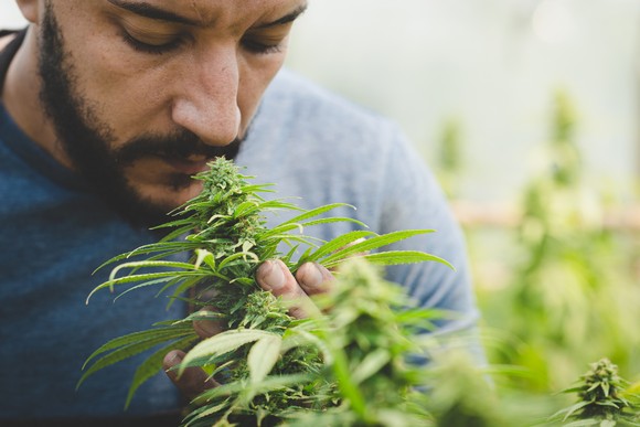 A person holding a marijuana plant.