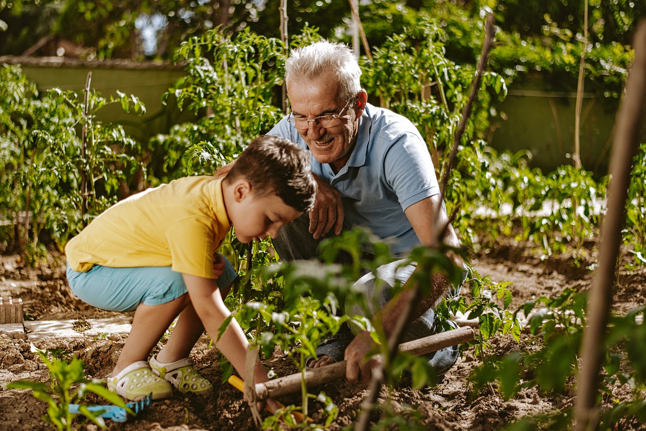 Grandfather and grandson plant seeds in a garden.