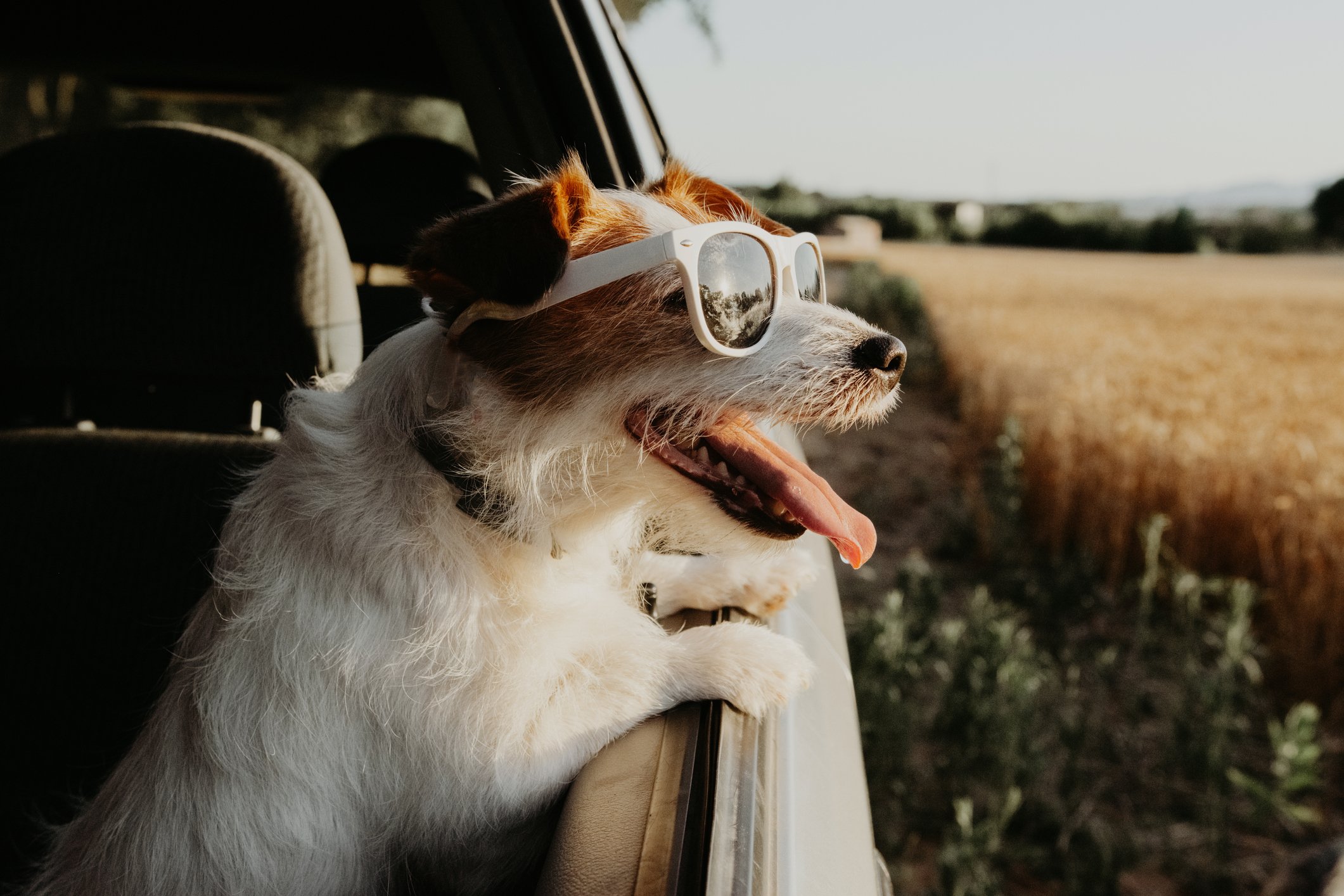 traveling with pets and road trip