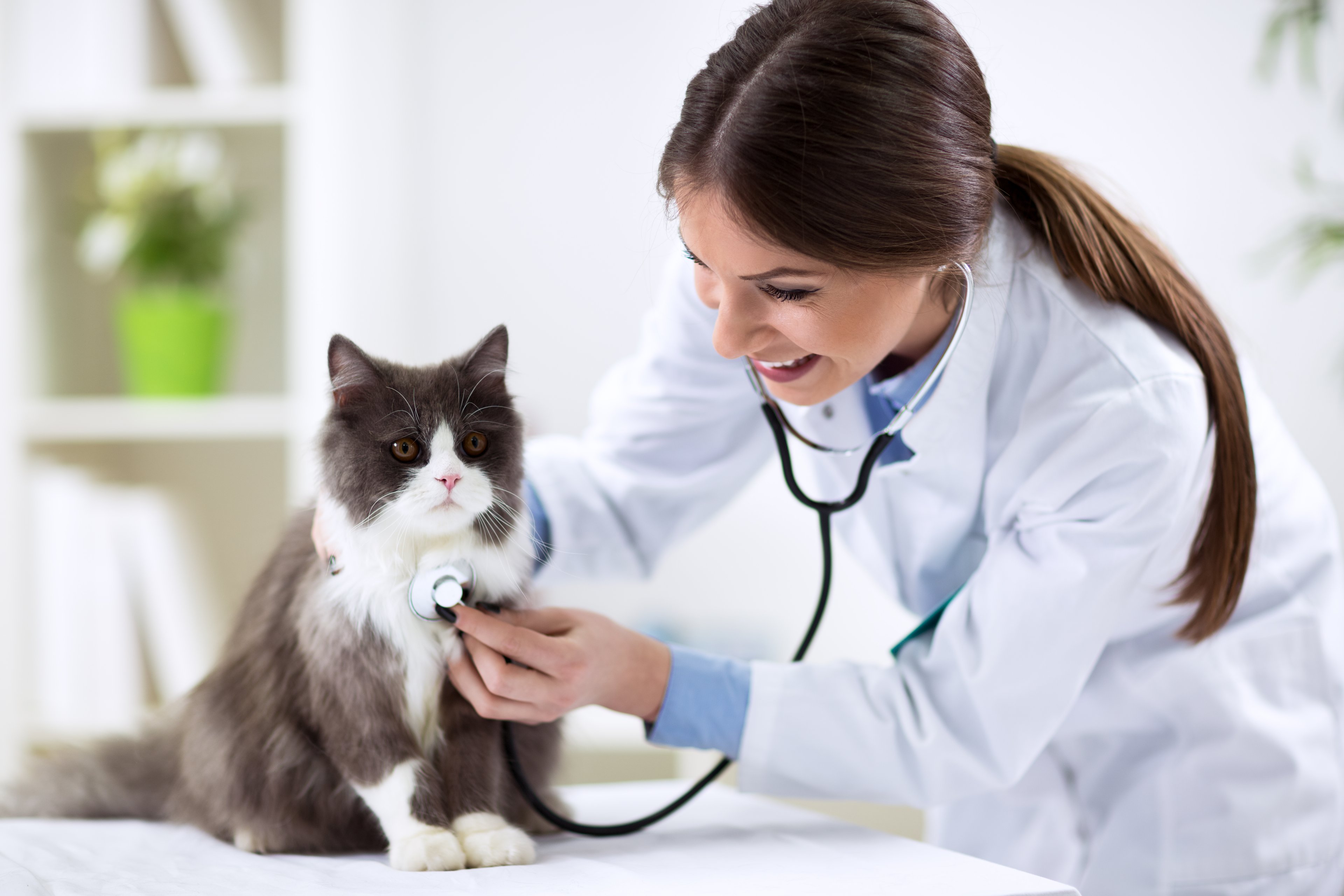 Veterinarian cat sick pet health