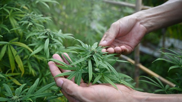 A farmer inspecting a marijuana plant.
