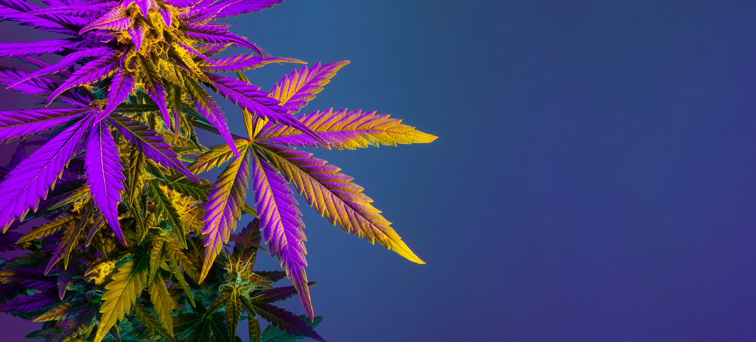 A cannabis plant against a dark background.