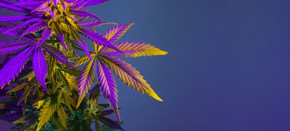 A cannabis plant against a dark background.