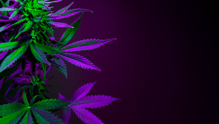 A marijuana plant in darkness.