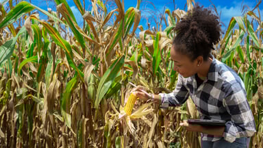 A person working in a corn field.