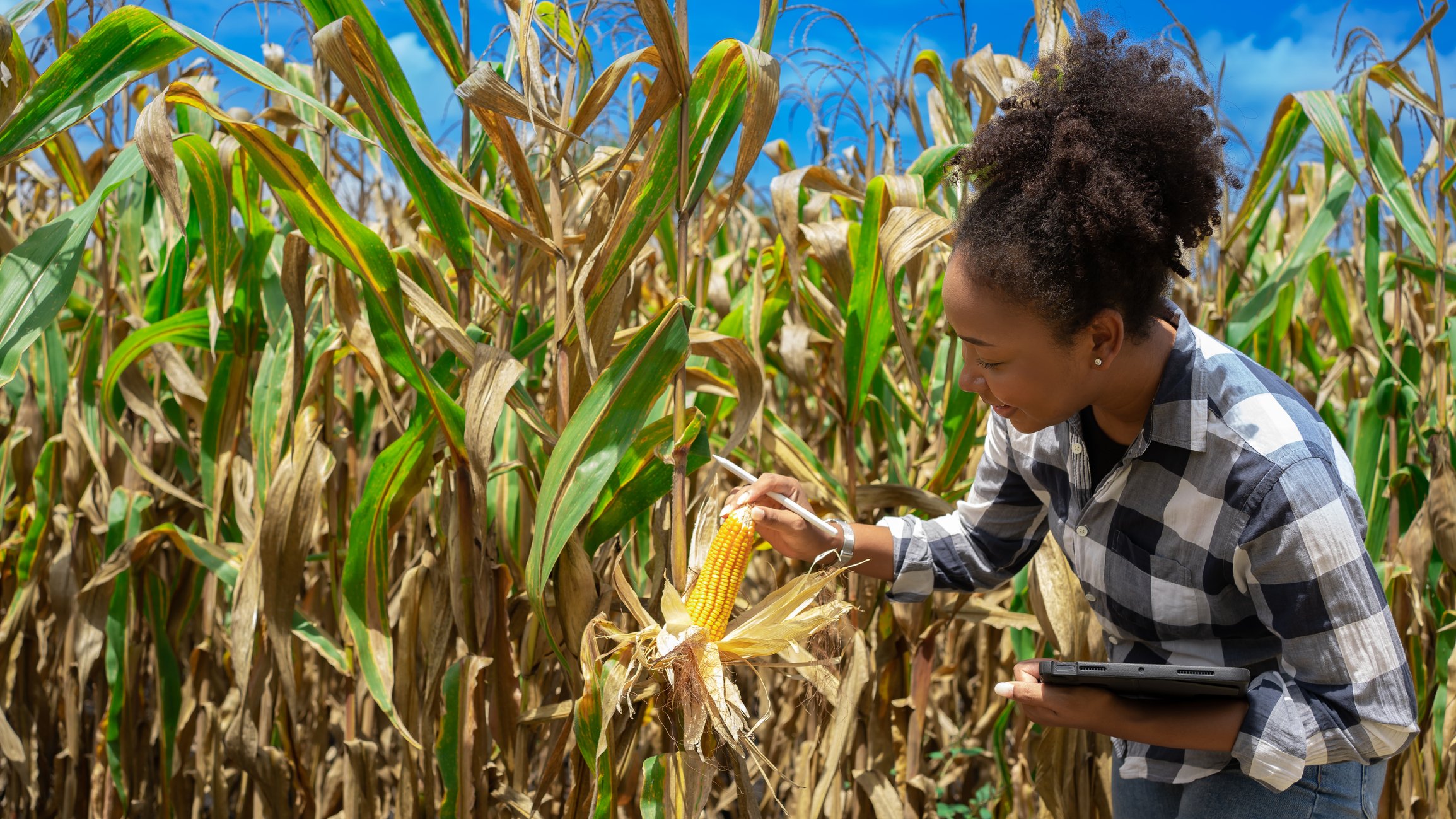 A person working in a corn field.
