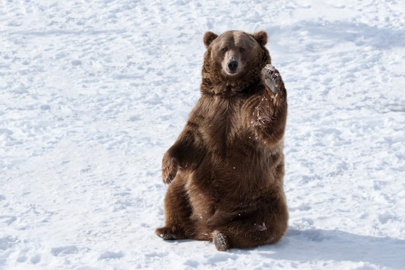 A brown bear sitting and waving with its paw.