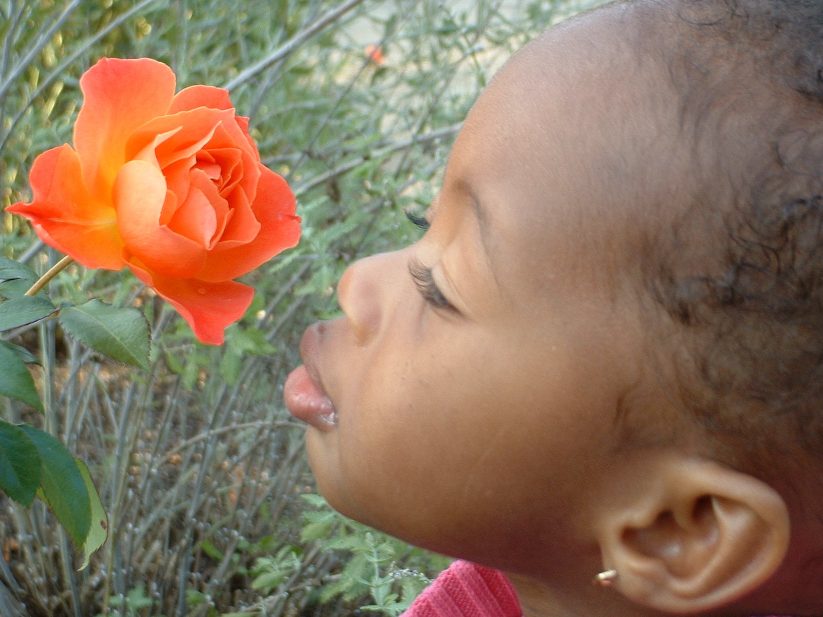 A child smelling a rose.