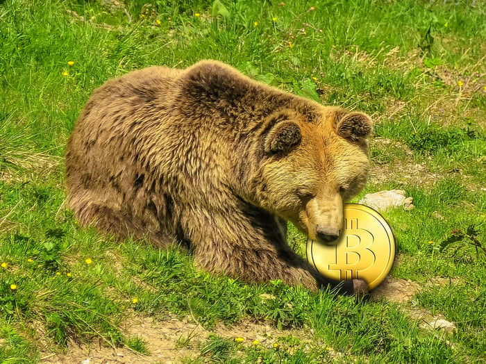 Grizzly bear biting Bitcoin coin