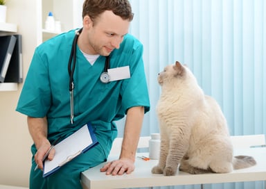 Veterinarian with cat