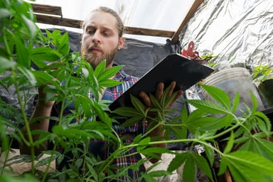 Person reviewing cannabis plants.